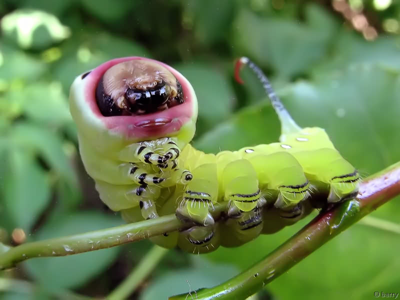 Cerura vinula (Linnaeus, 1758)